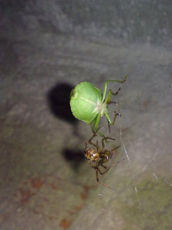 Steatoda triangulosa